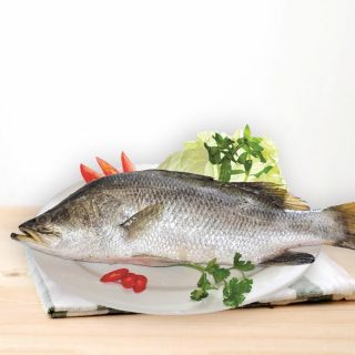 Cá chẽm tươi, 0.5-2.0 kg