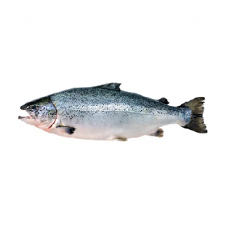 Cá hồi Coho nhập khẩu We Are Fresh, 2-4kg